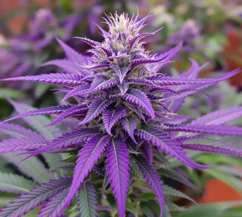 A detailed view of cannabis leaves showing nutrient deficiency indicators